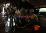 Kandang Sapi Perah Rakyat Beroperasi di Pasuruan, Bangkitkan Industri Susu Lokal