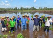Kementan Kebut Target Swasembada, Sehari Selesaikan Tanam Perdana di Dua Lokasi Cetak Sawah Baru