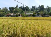 Produksi Beras Semester I 2025 Diprediksi Meningkat 11,17 Persen, Kementan: Swasembada Semakin Dekat